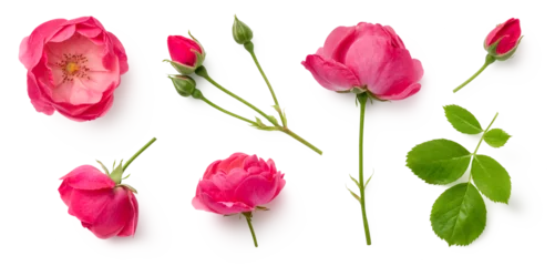Poster  set / collection of beautiful pink roses, flowers, buds and leaf, isolated over a transparent background, cut-out floral, perfume / essential oil or garden design elements, top view / flat lay, PNG © Anja Kaiser