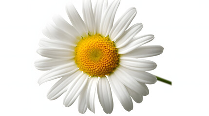 chamomile flower or White Daisy isolated.
