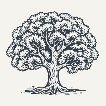 Oak tree. Vintage woodcut engraving style vector illustration.	