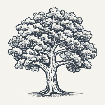 Oak tree. Vintage woodcut engraving style vector illustration.	
