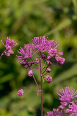 Meadow-rue (Thalictrum aquilegifolium) closeup