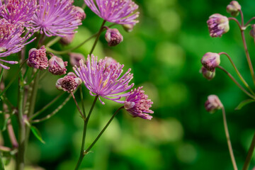 Meadow-rue (Thalictrum aquilegifolium) closeup