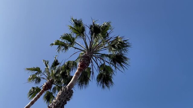 Palm Trees tops swinging in the wind, Southern California 