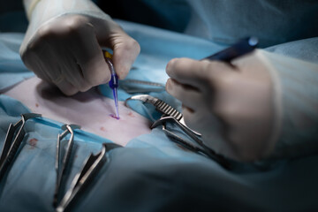 Close-up of a veterinary surgeon sealing the surgical incision with surgical glue. The hands of the...