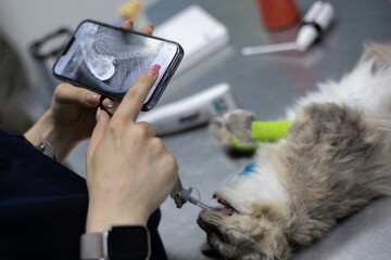 The veterinarian holds a phone in his hand with an x-ray of a cat. Anesthetized pet lies on the...