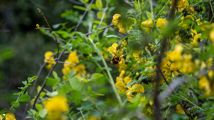 Bee making honey. Flowering tree and bee making honey on it