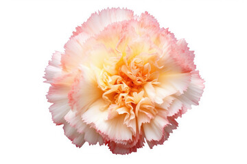 Candytuft Flower Tropical Garden Nature on White background, HD