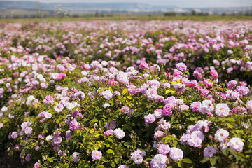 Obraz premium Agriculture farm with blooming tea rose bushes in pink and white