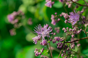 Meadow-rue (Thalictrum aquilegifolium) closeup