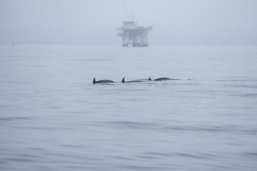 Obraz premium Dolphins swimming in the ocean