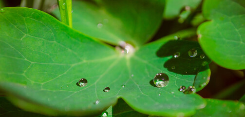 Green leaf macro. Beautiful leaf texture. Natural background. Macro nature