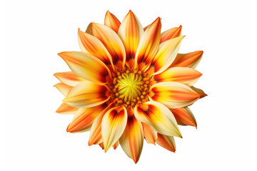 Gazania Flower Tropical Garden Nature on White background, HD