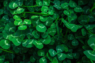 Green clover leaf macro. Beautiful leaf texture. Natural background. Macro nature
