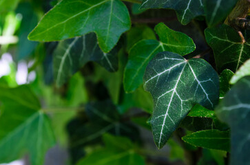 Green ivy leaf macro. Beautiful leaf texture. Natural background. Macro nature
