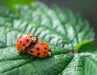 Obraz premium Mating lady bugs