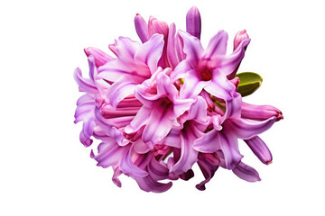 Hyacinth Flower Tropical Garden Nature on White background, HD