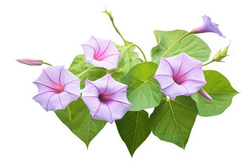 Morning Glory Flower Tropical Garden Nature on White background, HD