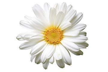 Shasta Daisy Flower Tropical Garden Nature on White background, HD