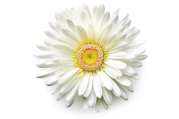 Shasta Daisy Flower Tropical Garden Nature on White background, HD