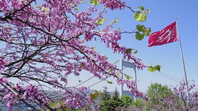  The Turkish flag is waving in the wind in a park overlooking the bridge over the Bosphorus and beautifully blooming sakura. Travel Istanbul background photo.