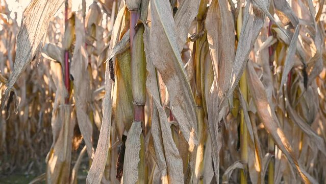 Corn Waving In Wind