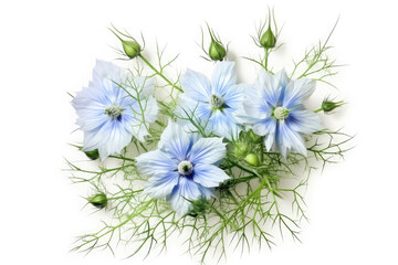 Fototapeta premium Love in a Mist Flower On White background, HD