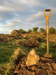Planting birch on sunny winter evening, Gurteen, Co Sligo, Ireland