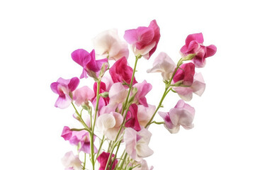 Fototapeta na wymiar Sweet Pea Flower On White background, HD