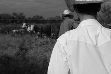 Cowboys on ranch in black and white working cattle, Hereford cows blurred background.