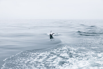 Dolphin jumping in the ocean