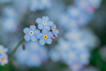 Myosotis alpestris - beautiful small blue flowers - forget me not