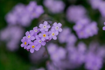 Myosotis alpestris - beautiful small blue flowers - forget me not