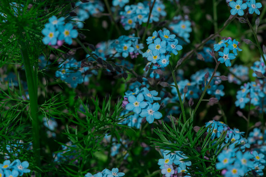 Myosotis alpestris - beautiful small blue flowers - forget me not