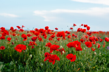 Landscape with a beautiful sunset over a poppy field - panorama of a beautiful poppy field and a sunny sunset