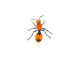 Female Dasymutilla occidentalis - red velvet ant, eastern velvet ant, cow ant or cow killer - a species of parasitoid wasp native to the eastern United States. Isolated on white background top view