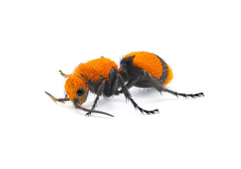 Female Dasymutilla occidentalis - red velvet ant, eastern velvet ant, cow ant or cow killer - a species of parasitoid wasp native to the eastern United States. Isolated on white background side view
