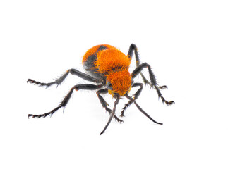 Female Dasymutilla occidentalis - red velvet ant, eastern velvet ant, cow ant or cow killer - a species of parasitoid wasp native to the eastern United States. Isolated on white background front view