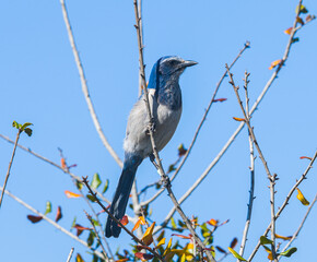 Florida Scrub Jay - Aphelocoma coerulescens - rare and critically endangered species. Federally protected. fluffy feathers perched on bare tree branch.  Great feather detail Blue sky background