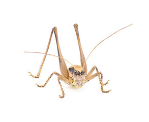 Large female brown katydid. Robust shieldback or shield bearer - Atlanticus gibbosus - Extremely large and thick body long legs and ovipositor. Isolated on white background. front view