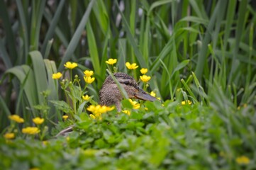 A wild gray duck hides in low vegetation, whose head is visible framed by small yellow flowers.