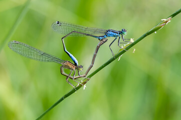 Paarungsrad der großen Pechlibellen