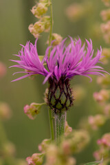 Perennial cornflower or Centaurea montana flower