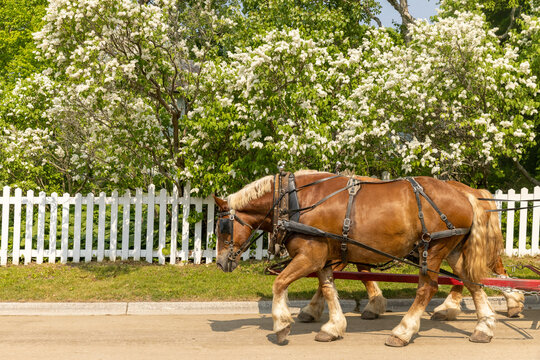 Horses pulling a carriage in front of lilacs on Mackinac Island
