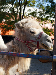 Light camel with a halter. He is resting.