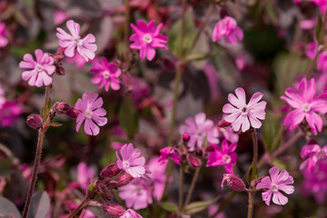 Red Campion wildfowers. (silene dioica)