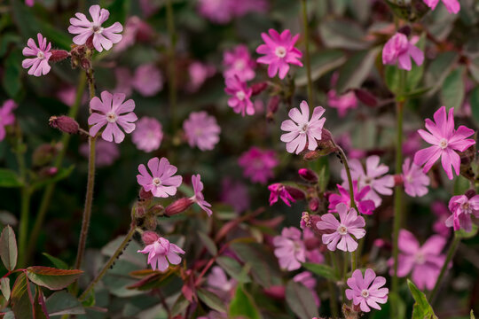 Red Campion wildfowers. (silene dioica)