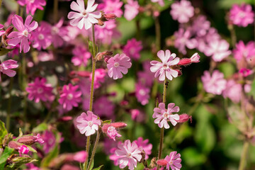 Fototapeta premium Red Campion wildfowers. (silene dioica)