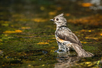 Tufted Titmouse Bathing