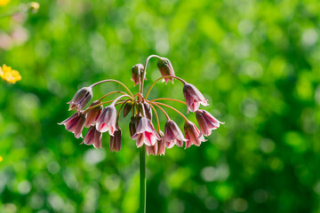 Spring blossoms on a Nectaroscordum siculum