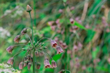 Spring blossoms on a Nectaroscordum siculum